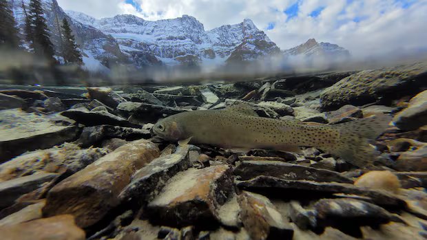 Parks Canada reintroducing at-risk species of fish in Banff National Park