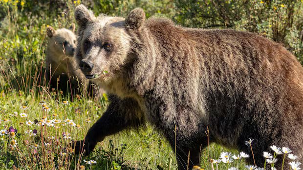 Rural municipalities call on Alberta government to open grizzly bear hunt