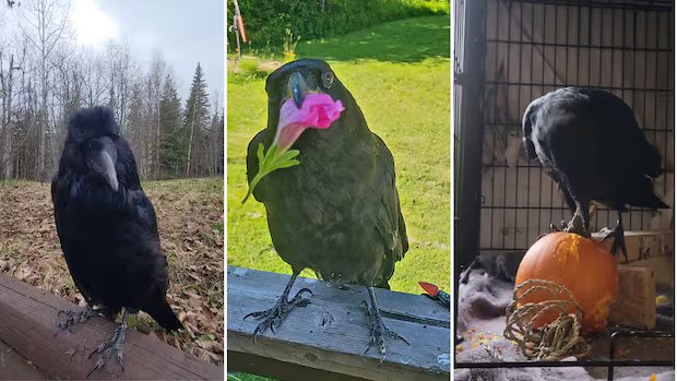 Rescued raven learns to imitate ‘dramatic’ sneeze of Prince George shelter operator