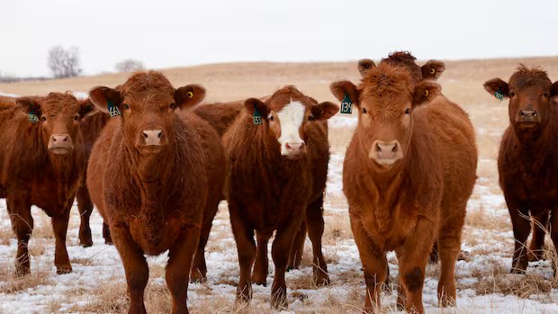 Alberta town takes DIY approach to tackle long-standing livestock vet shortage