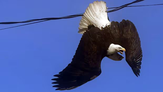 2 fighting bald eagles freed from power line in Surrey
