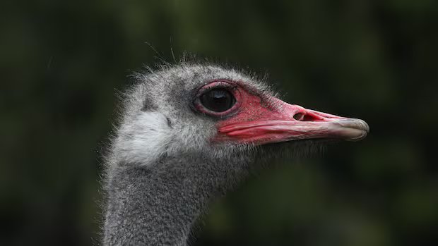 The ostrich con: Arguments to save birds from cull in B.C. were based on falsehoods, evidence shows