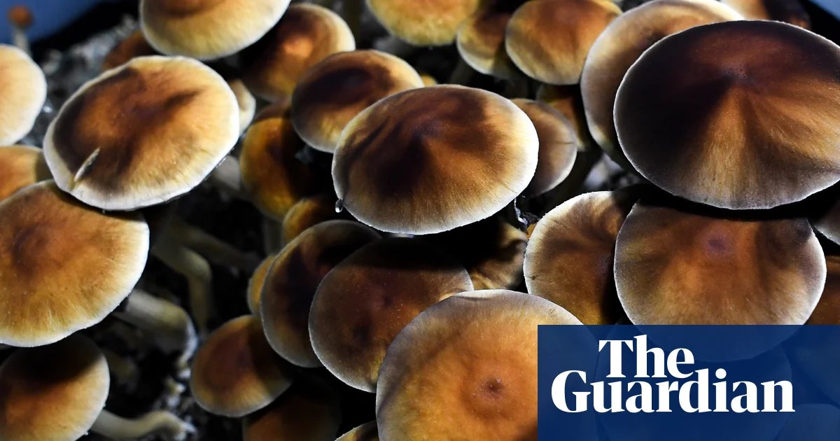 ‘I didn’t want to be on medication the rest of my life’: veteran runs psilocybin retreats for PTSD before FDA approval | US news