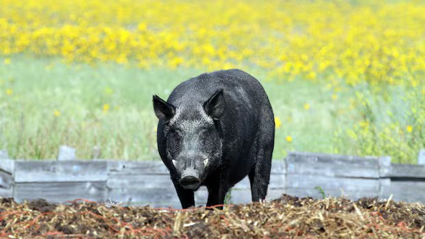 Alberta testing AI-powered drone technology in battle against wild boar