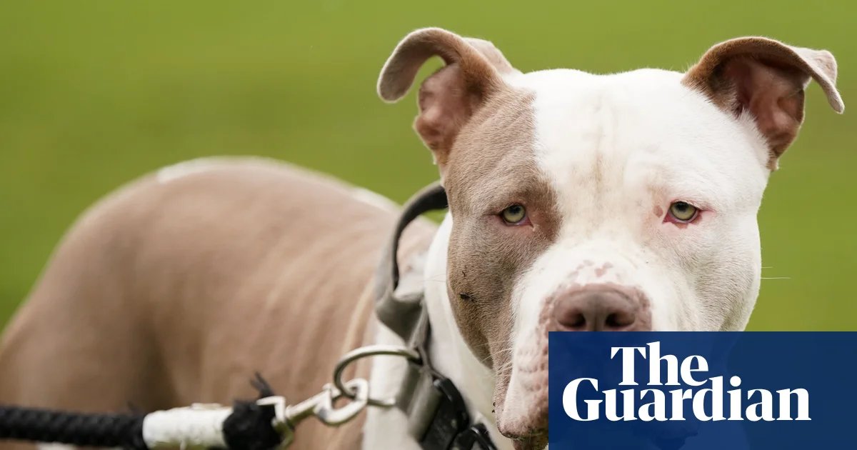 ‘Huge’ increase in kennelling and vet spending by police after XL bully ban | Dangerous dogs