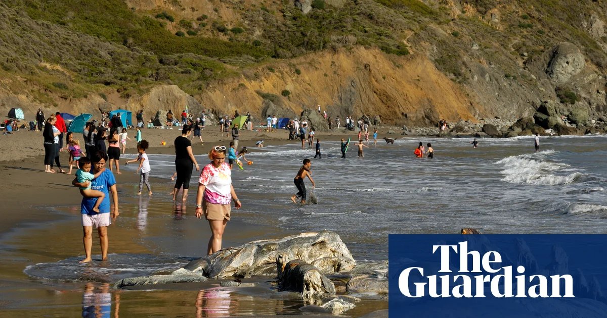 Gray whales, once rare in San Francisco Bay, dying there at alarming rates | California