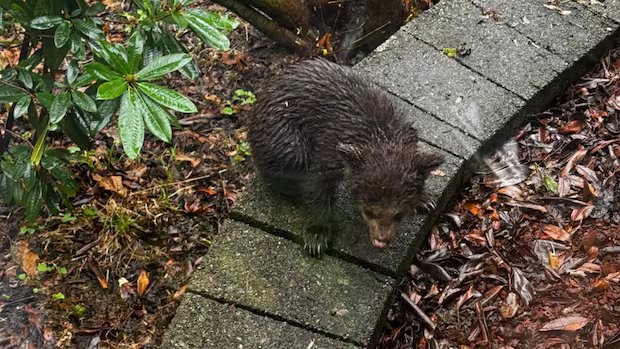 Neighbours band together to help rescue tiny bear cub in backyard