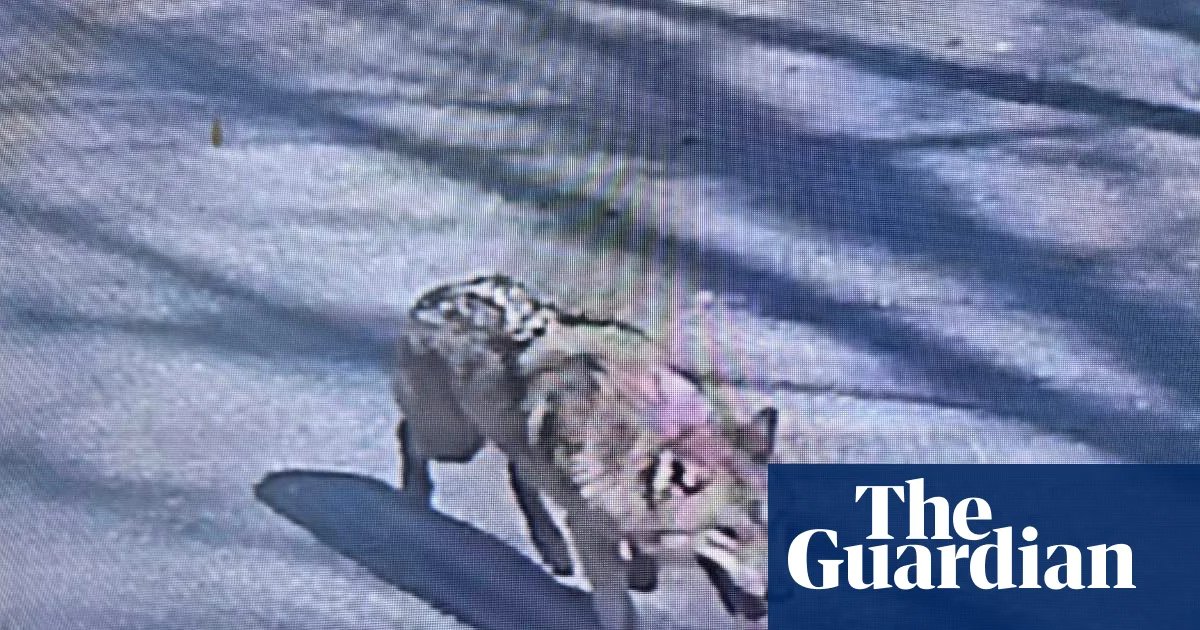 South Koreans breathe sighs of relief as escaped wolf is returned to zoo safely | South Korea