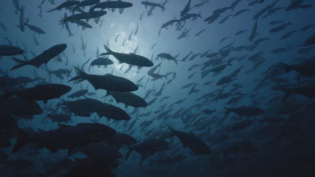 Rare footage reveals ‘fish city’ near an Ontario nuclear plant on Lake Huron