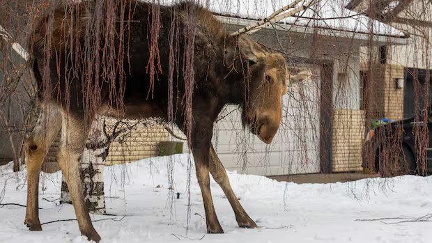 Mother moose removed from Calgary suburbs for the second time