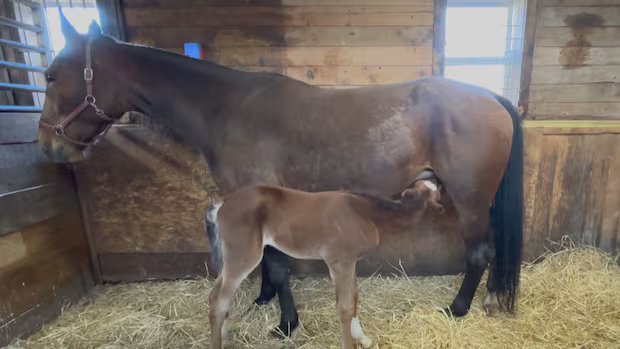 Born with a rare deformity, Benny the foal might still grow up to be a racehorse