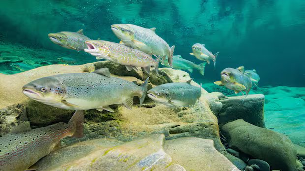 Fish feud: Salmon farmers, conservationists clash over promised federal funding