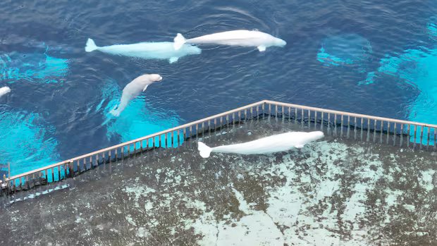 Marineland requesting $10M-$20M federal loan to export belugas to U.S.
