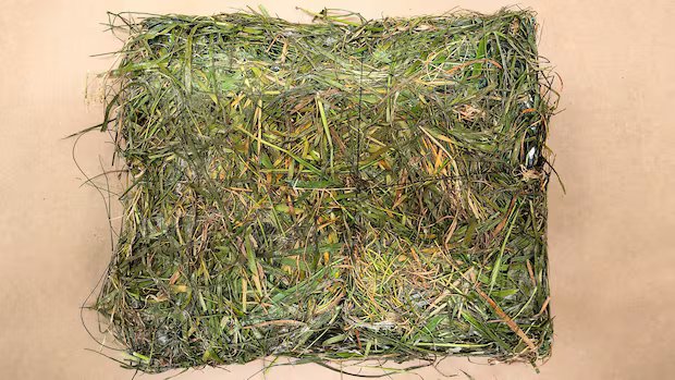 Meth, steroids and sparkly iPhone found in grass-disguised package dropped in B.C. prison yard