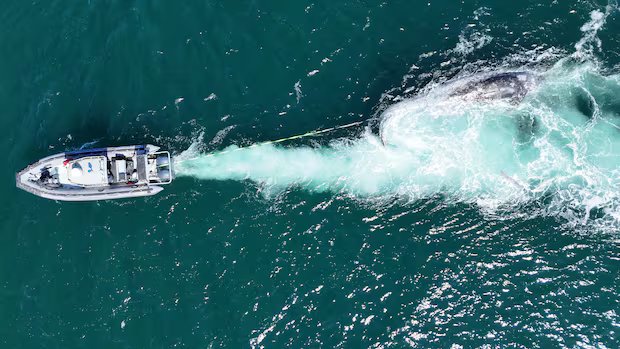 ‘We’re really worried’: 4 grey whales found dead off B.C. coast in 10 days