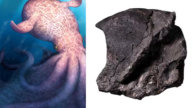 Monstrous octopus terrorized seas off B.C. in Age of Dinosaurs, study suggests