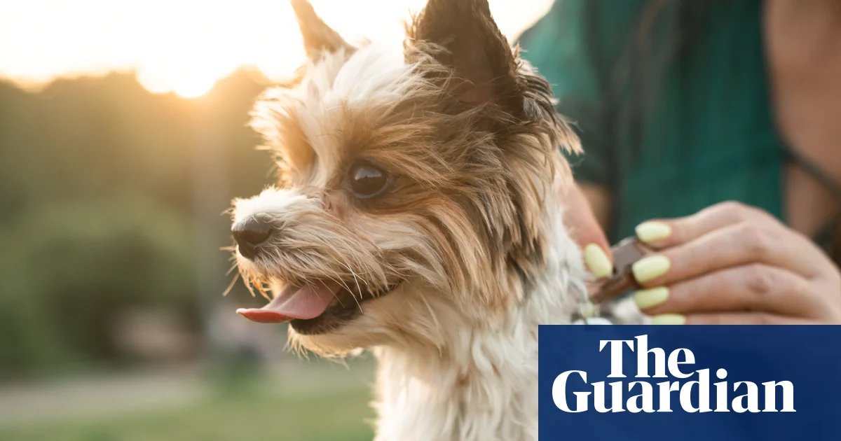 Fitness tracker for Fido? Experts split on benefits of pet tech | Pets