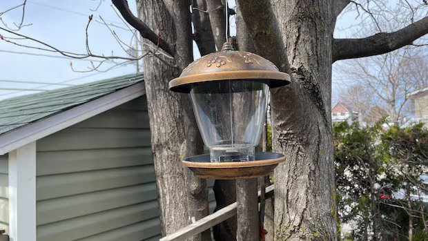 Gatineau woman told her bird feeder could lead to $400 fine