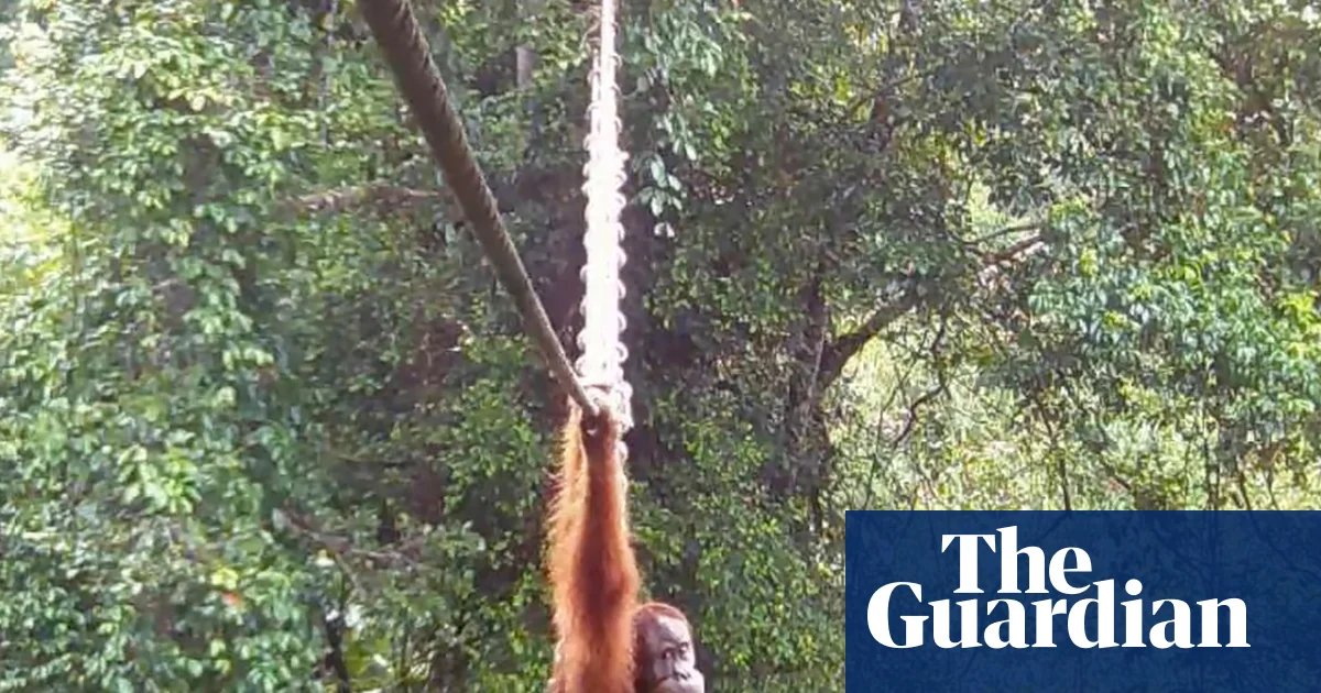 ‘Cries of delight’ as Sumatran orangutan filmed using canopy bridge to cross road for first time | Endangered species
