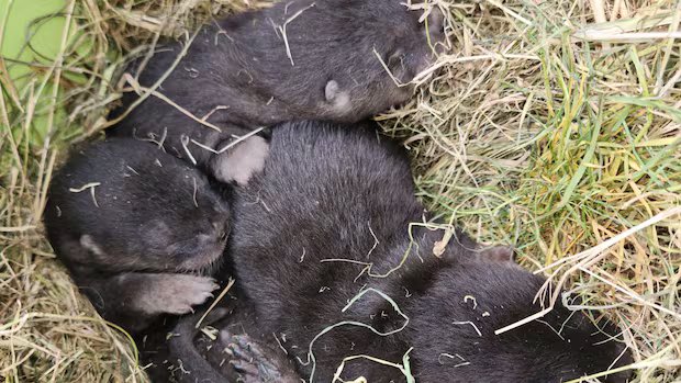 Otterly adorable: River otter pups found hidden under Richmond shed