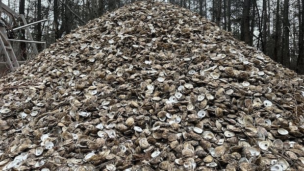 Oyster growers in P.E.I. seeing nearly 100% mortality rate as 2 diseases hurt industry