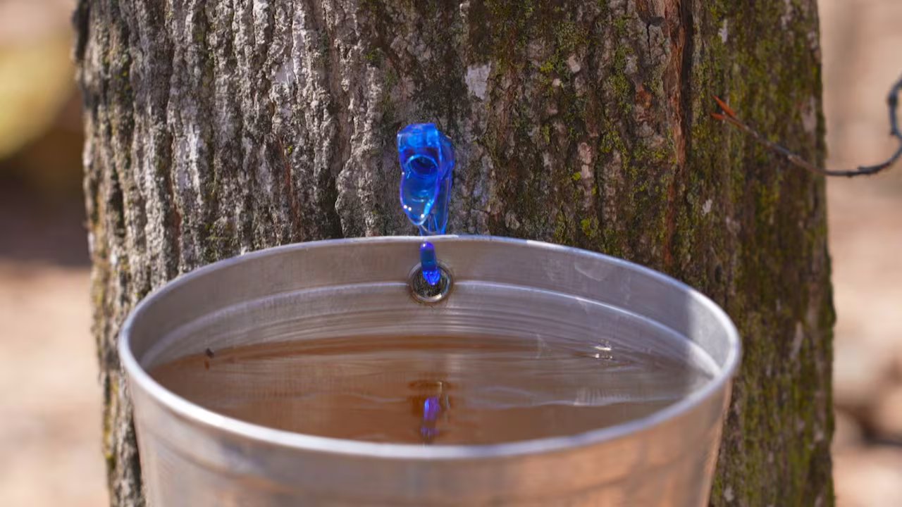 Is your maple syrup real or fake? It’s not that hard to tell