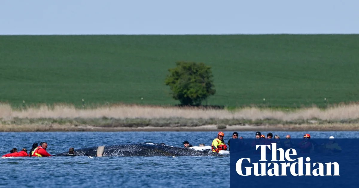 Barge rescue attempt for Timmy the whale in Germany gets go-ahead | Germany