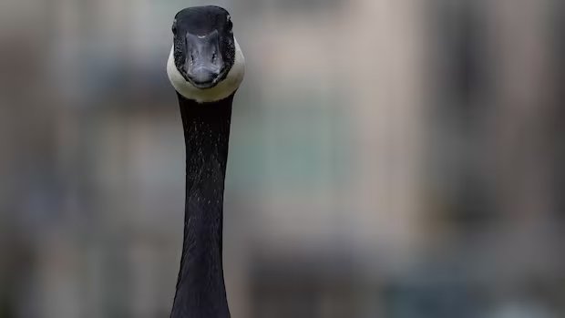 Boy, 17, charged with animal cruelty after Canada geese driven over and killed in Winnipeg