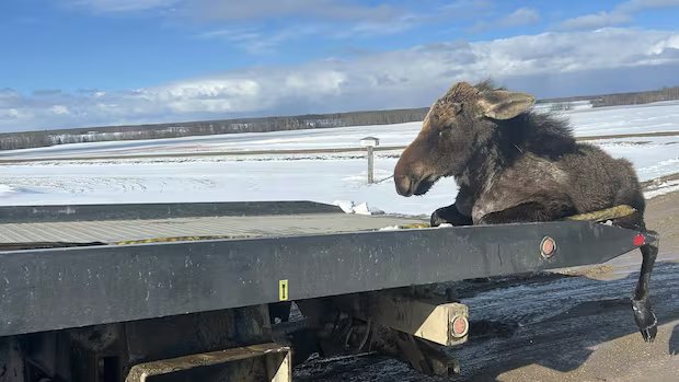 ‘I can’t leave him’: Sask. tow truck driver rescues moose trapped in ice