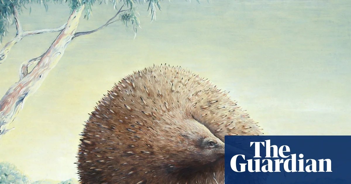 Giant echidnas weighing 15kg roamed Victoria – and the evidence was hiding in plain sight | Mammals