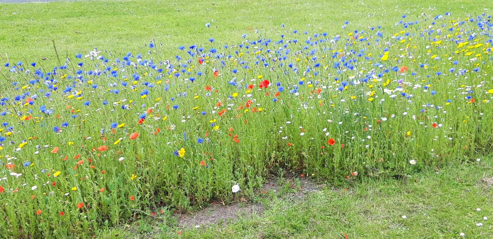 Writing, and Reading – Allan Grant