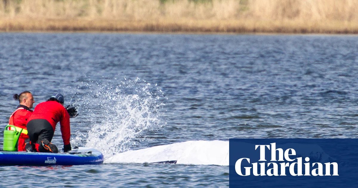 Final steps taken before audacious plan to tow whale stranded in Germany to North Sea | Germany