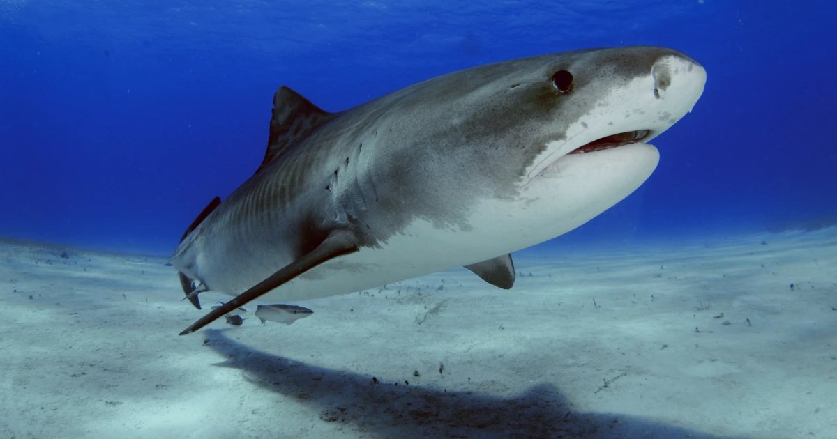 Cocaine and caffeine detected in shark in The Bahamas, study shows