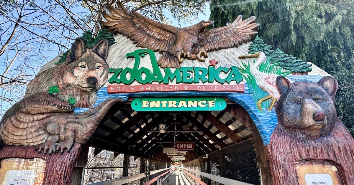 Toddler injured by wolf at Zoo America after crawling under a fence to enclosure