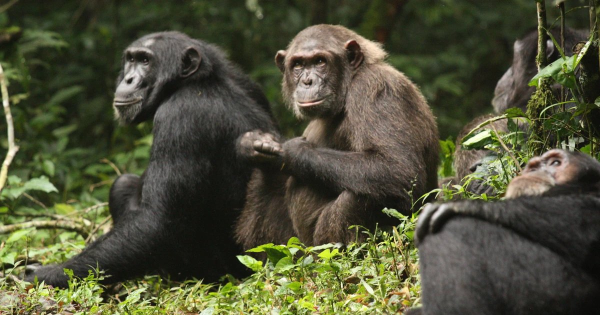 Study describes vicious chimpanzee infighting