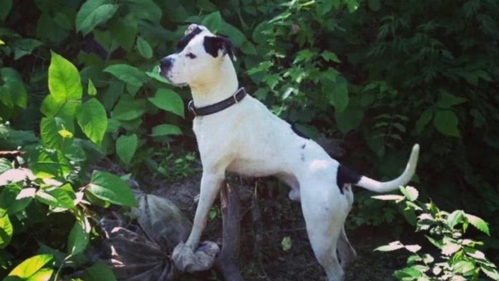 WATCH:  A dog’s remarkable reunion with its owner a decade in the making