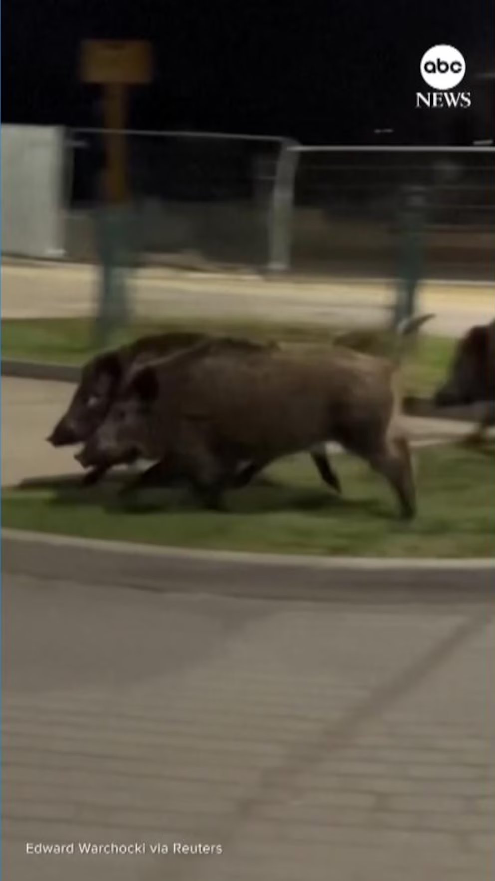 WATCH:  Humanoid robot chasing wild boars in Poland goes viral