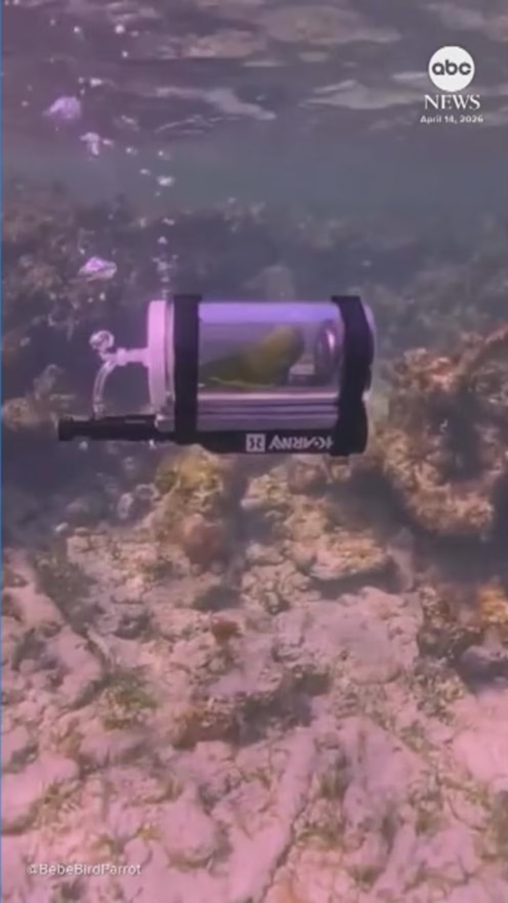 WATCH: Parrot explores the ocean in DIY submarine