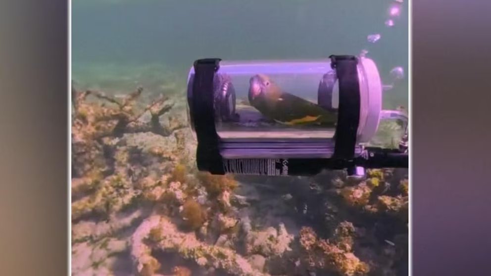 WATCH:  Parrot explores the ocean in DIY submarine