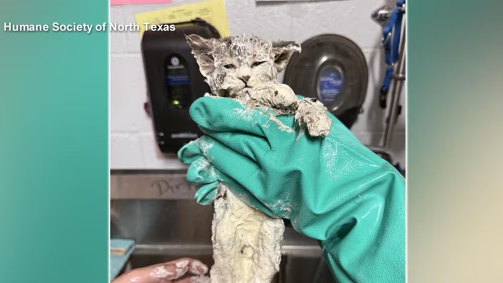 WATCH: Kitten rescued from vat of glue