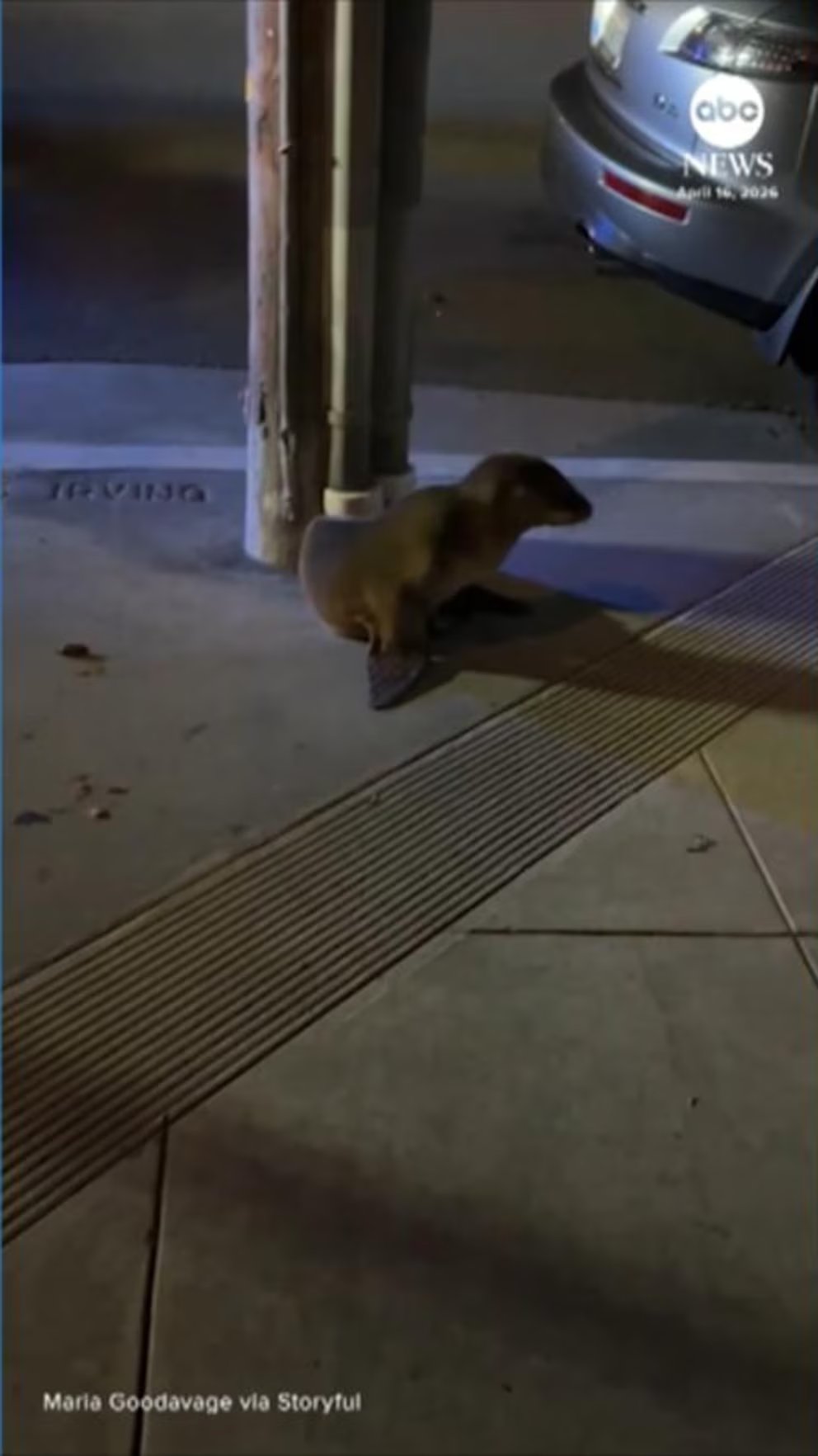 Video Sea lion pup rescued after wandering into San Francisco neighborhood