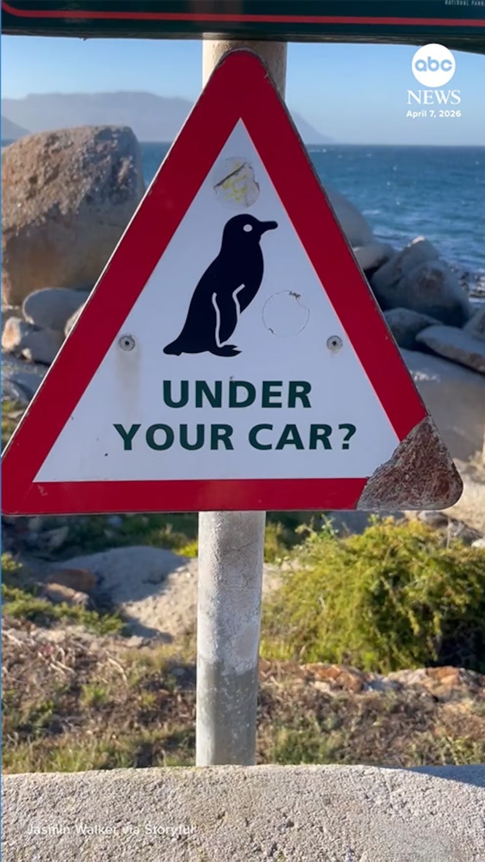 WATCH:  ‘Penguin under your car?’ sign proves effective