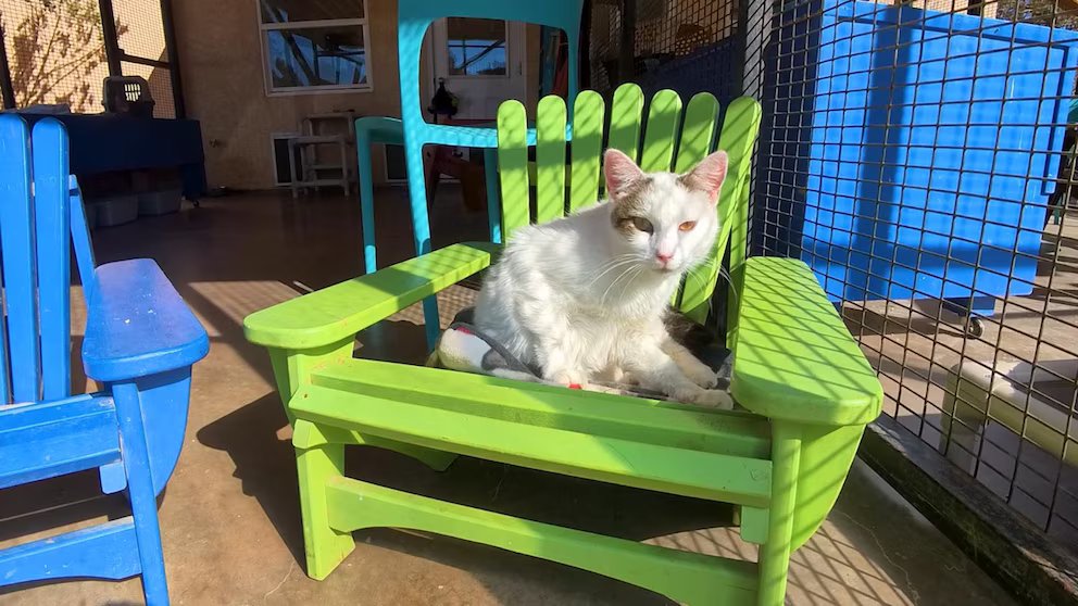 WATCH:  Man puts new twist on Adirondack chair for kitties