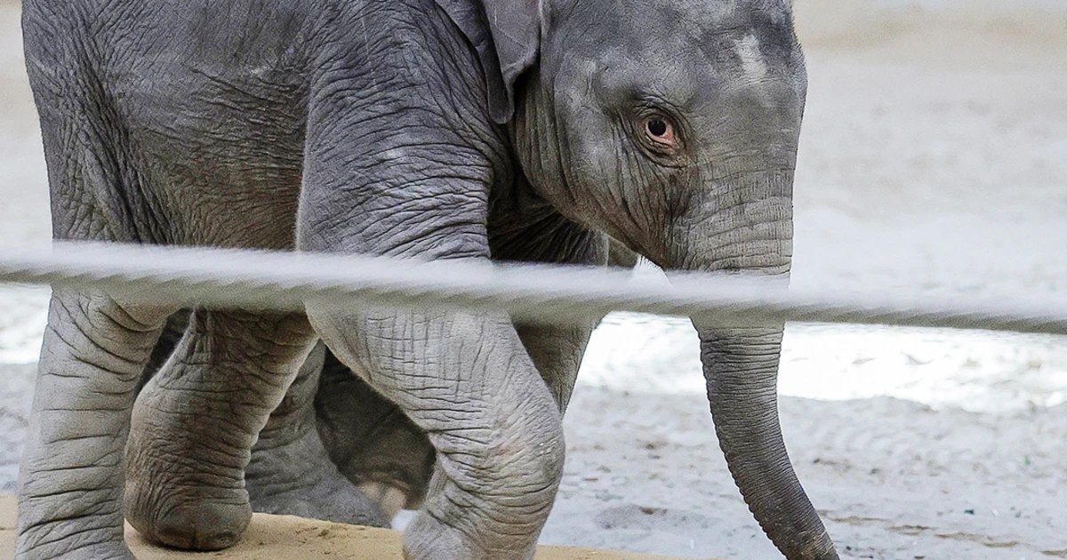 Baby elephant Linh Mai makes debut at the National Zoo