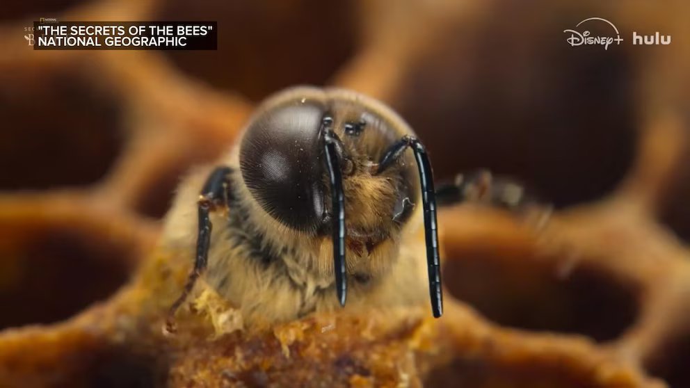 WATCH:  New Nat Geo doc highlights alarming decline of the honeybee