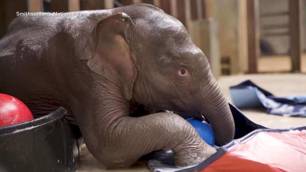 WATCH:  Baby elephant makes debut on Earth Day