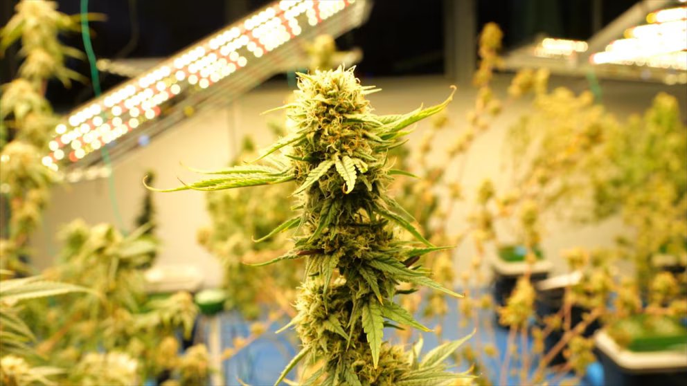 WATCH:  What does reclassification mean for marijuana users?