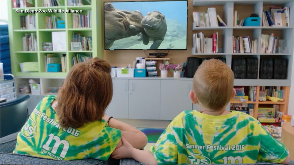 WATCH:  Zoo's 24/7 channel streams in children's hospitals