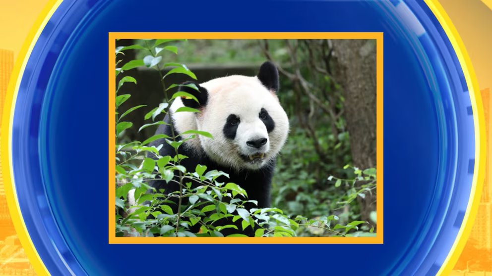 WATCH:  Exclusive first look at 2 giant pandas coming to US