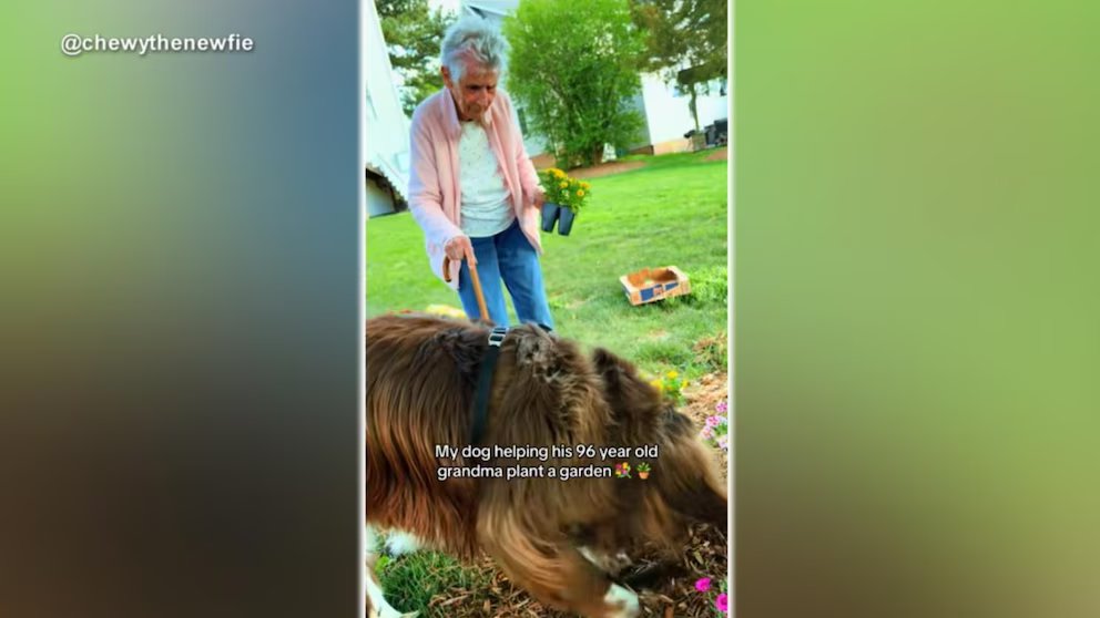 WATCH:  Woman gardening at 96 with help from dog takes over the internet
